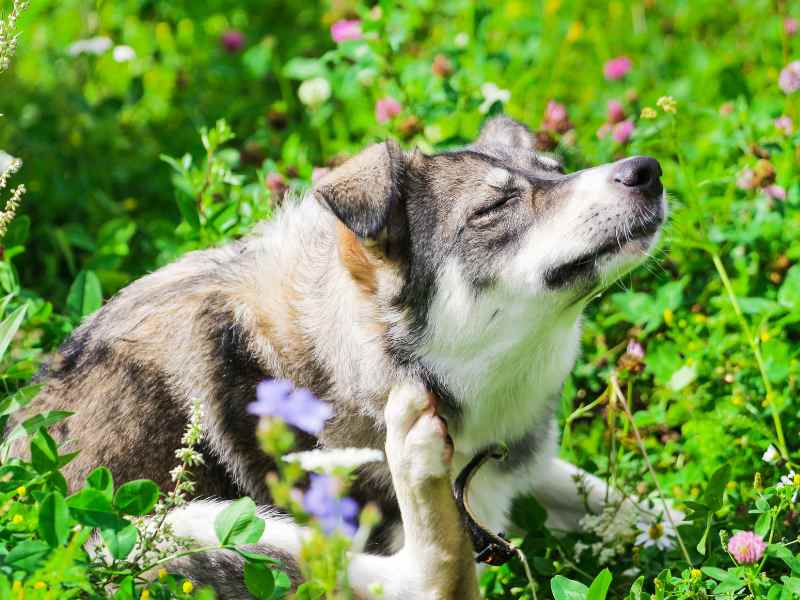 Allergies