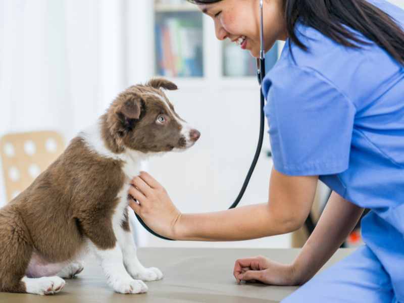 Annual Pet Exams in Denver