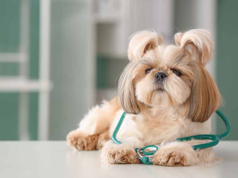 East Lincoln Animal Wellness Services
