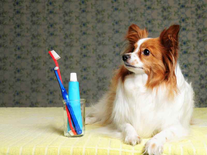 East Lincoln Animal Dental Services