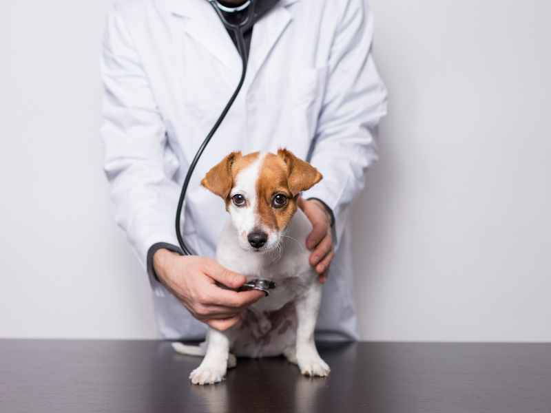 Pet Health Screenings in Denver