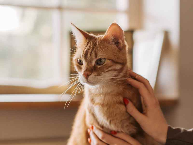 Pet Urgent Care
