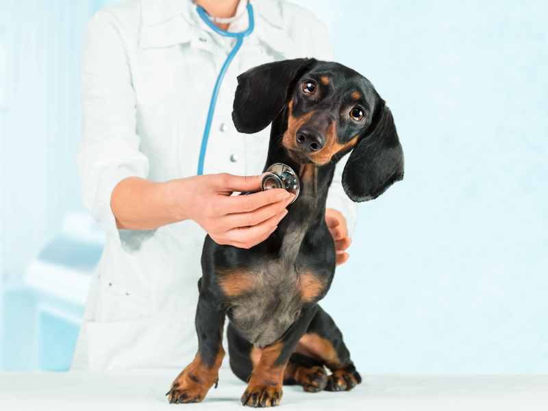 Routine Pet Checkups in Denver