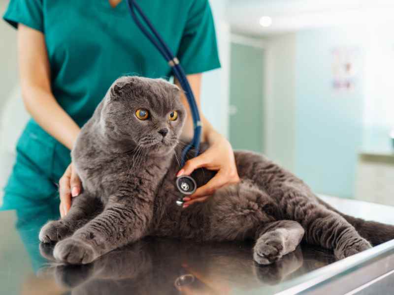 Sick Pet Exams in Denver