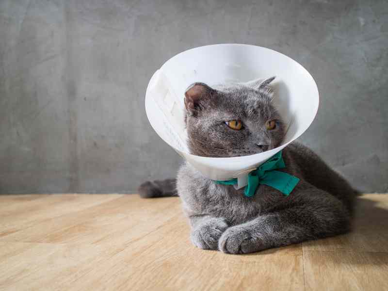 cat surgery options in Denver