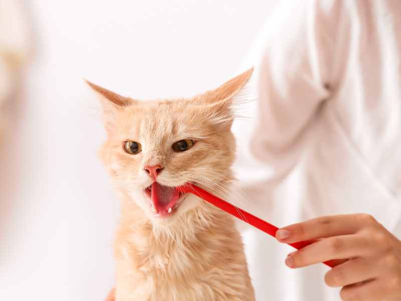 dental care in Denver dental care in Denver