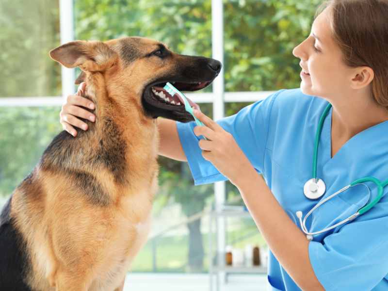 Pet Dental Exams in Denver<br />
