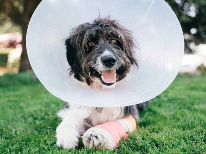 pet surgery in Denver