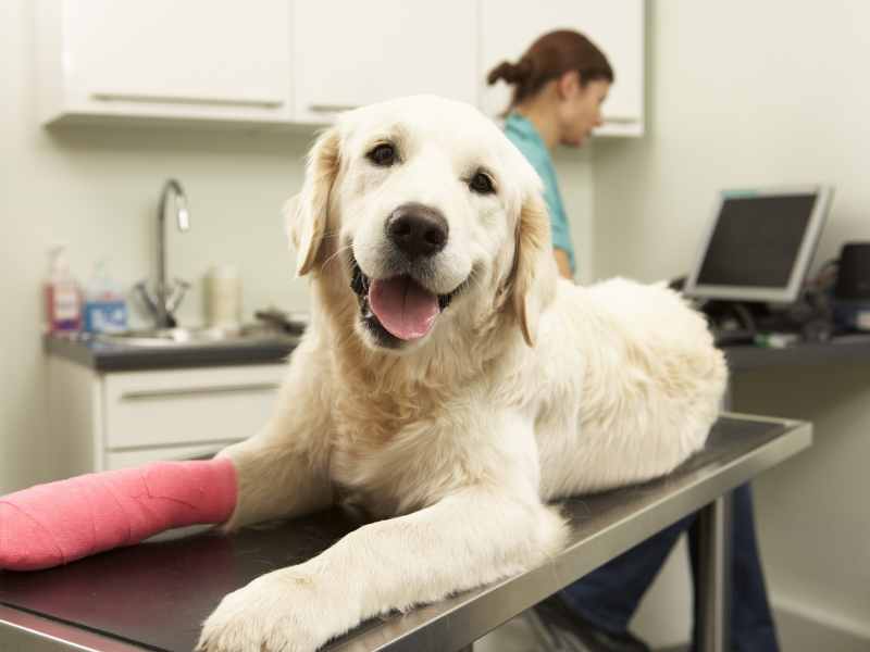 soft tissue surgery for pets in Denve