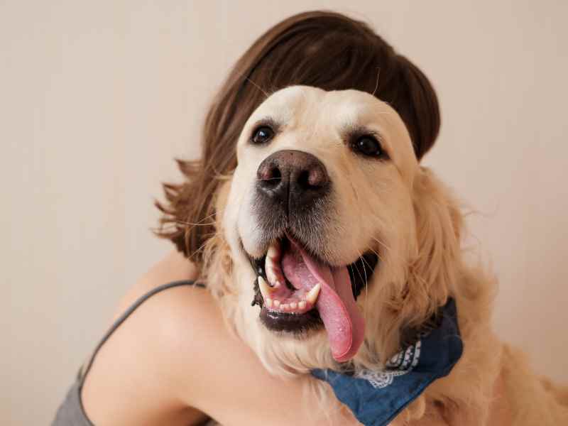 Urgent veterinary care in Denver