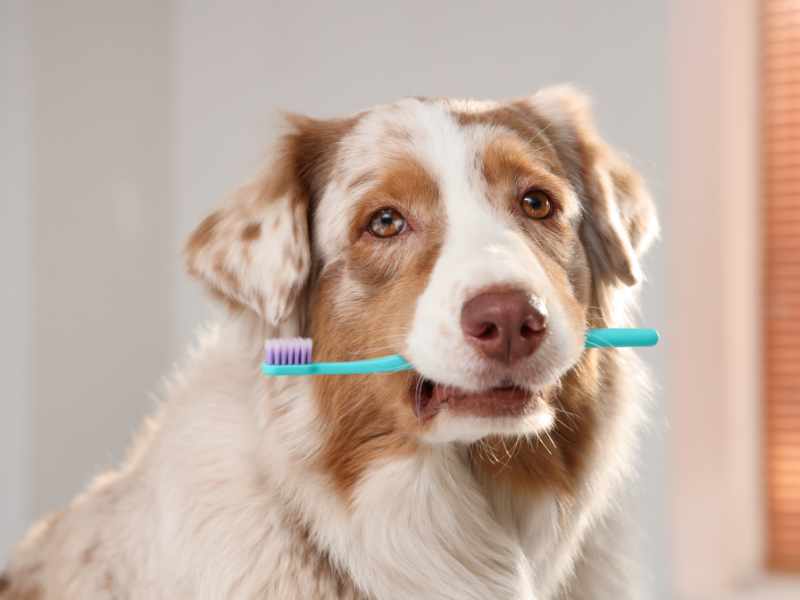veterinary dentistry near Denver