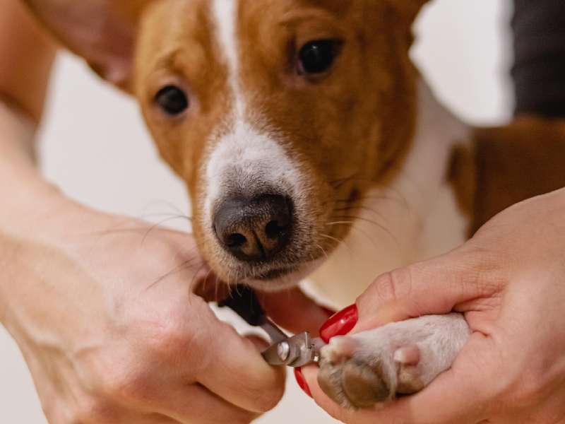 Dog getting nails trimmed