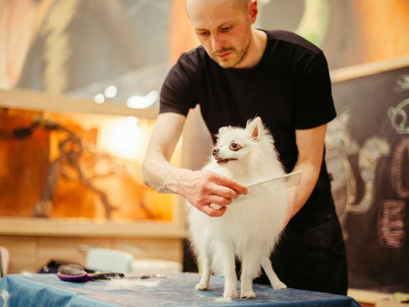 Groomer brushing white Pomeranian dog Groomer brushing white Pomeranian dog