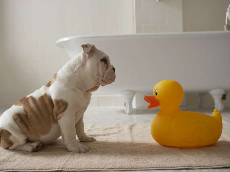 Puppy and duck in bathroom