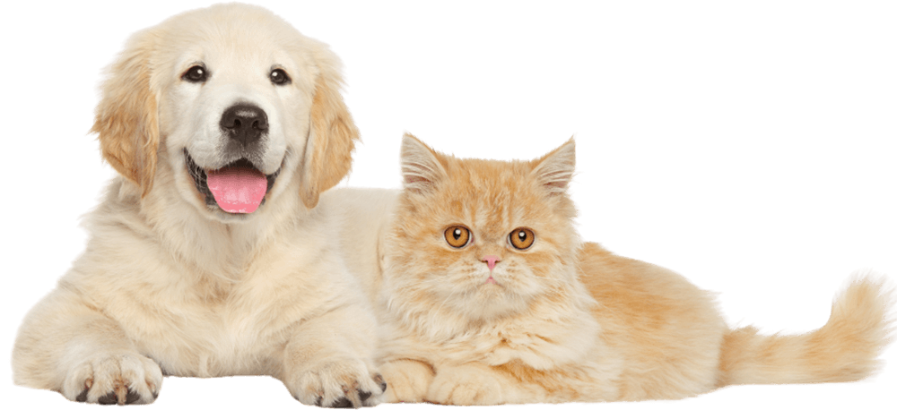 kitten sitting next to happy brown and white dog on transparent background