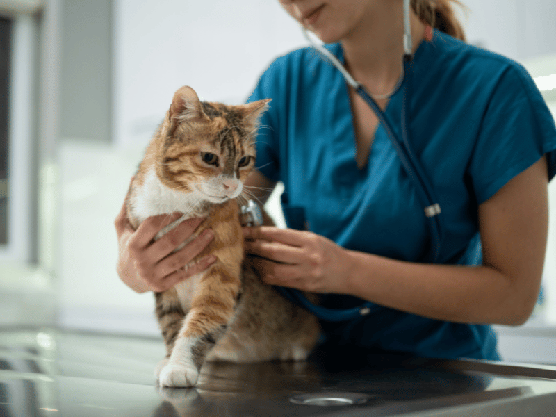 Pet Vaccinations in Denver