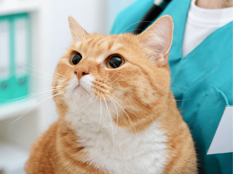 cat wellness care annual pet exams in Denver, NC