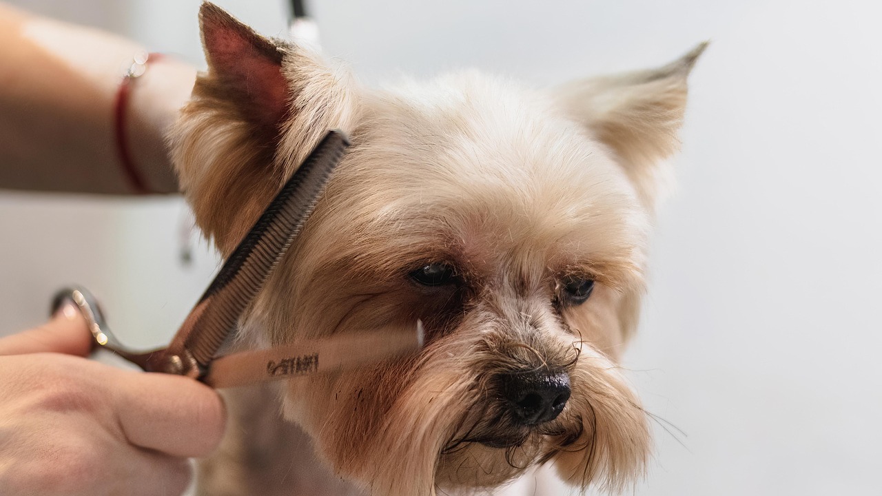 Yorkie getting haircut at groomers