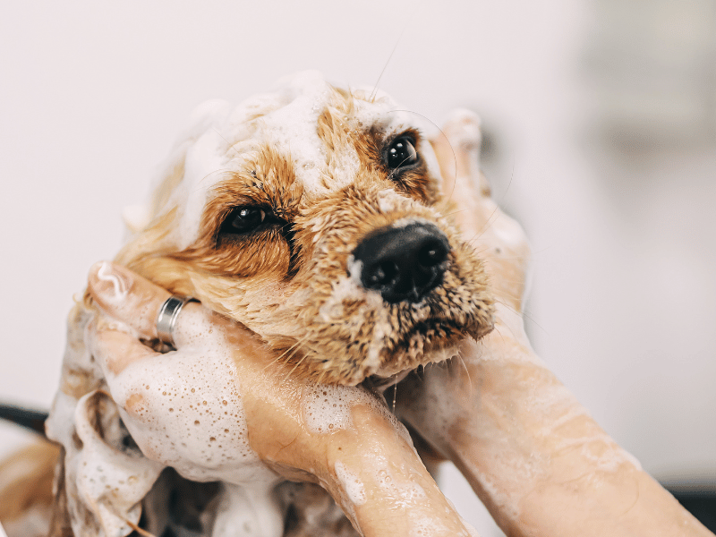 Wet cat being dried with towel