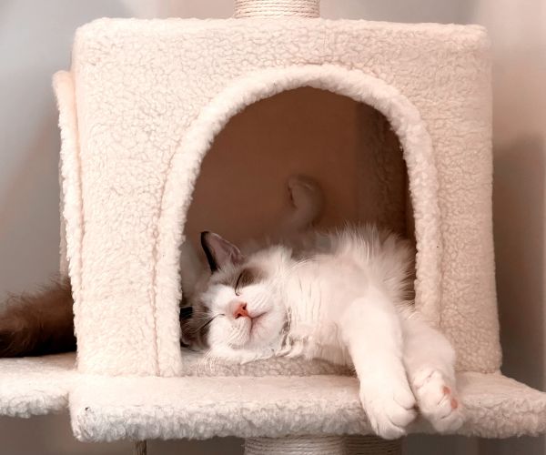 annual pet exams in Denver, NC