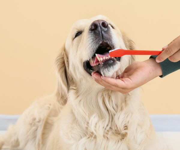 annual pet exams in Denver, NC