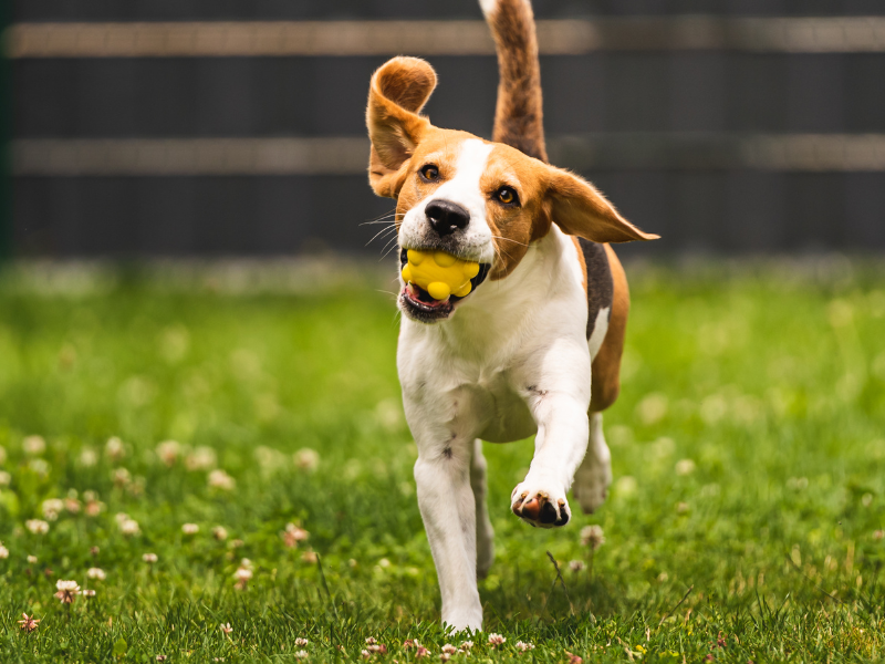Dog Playing Fetch in Backyard