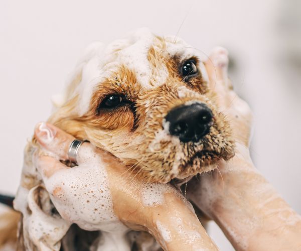 annual pet exams in Denver, NC