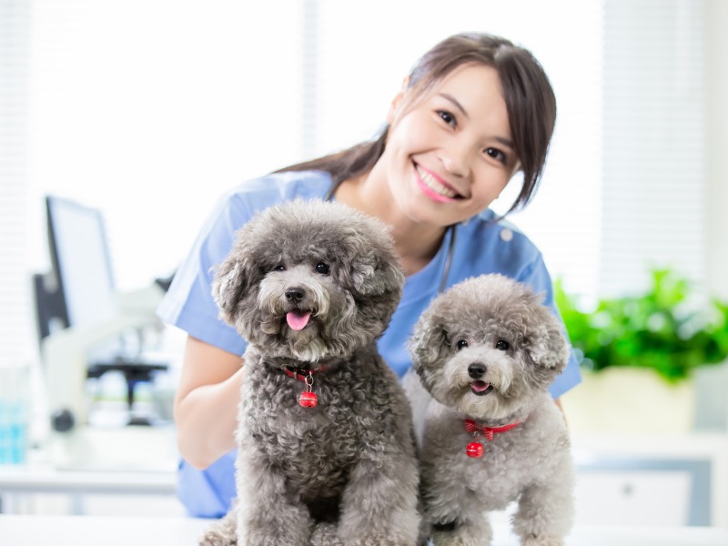 Pet Dogs and the Vet