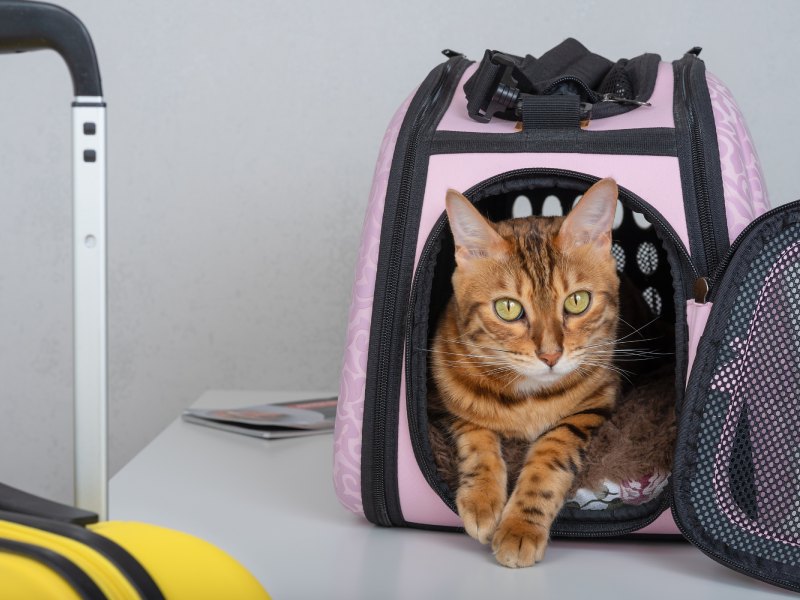 Bengal cat sitting comfortably inside a pink pet carrier on a table near luggage