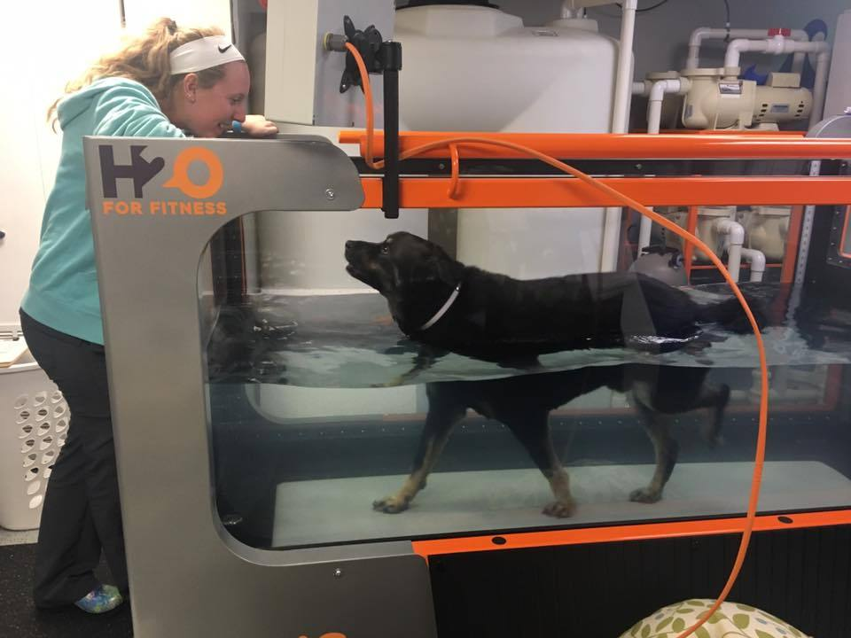 A vet smiles at a dog walking in an aquatic treadmill