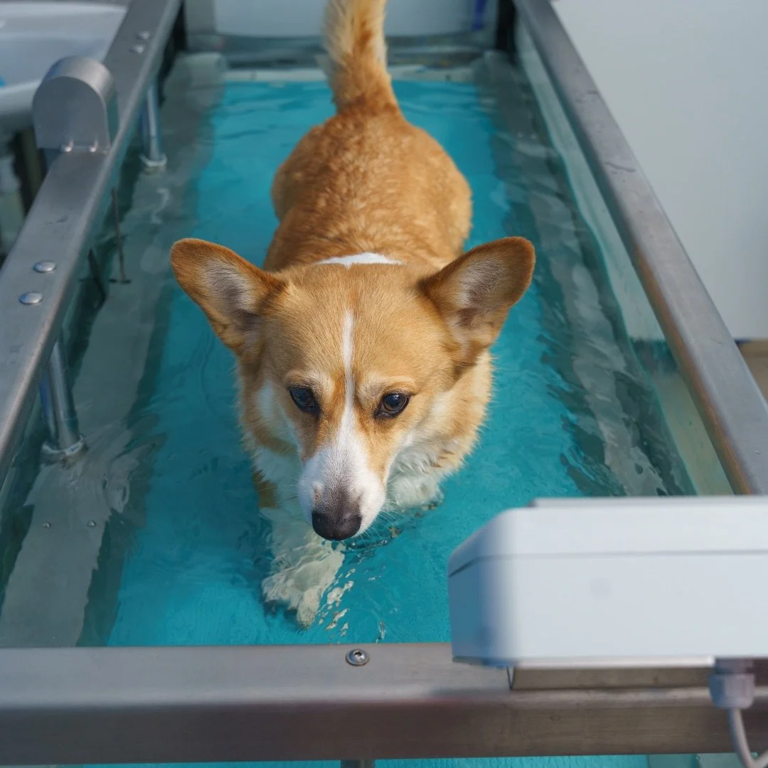 Corgi on an underwater treadmill Corgi on an underwater treadmill