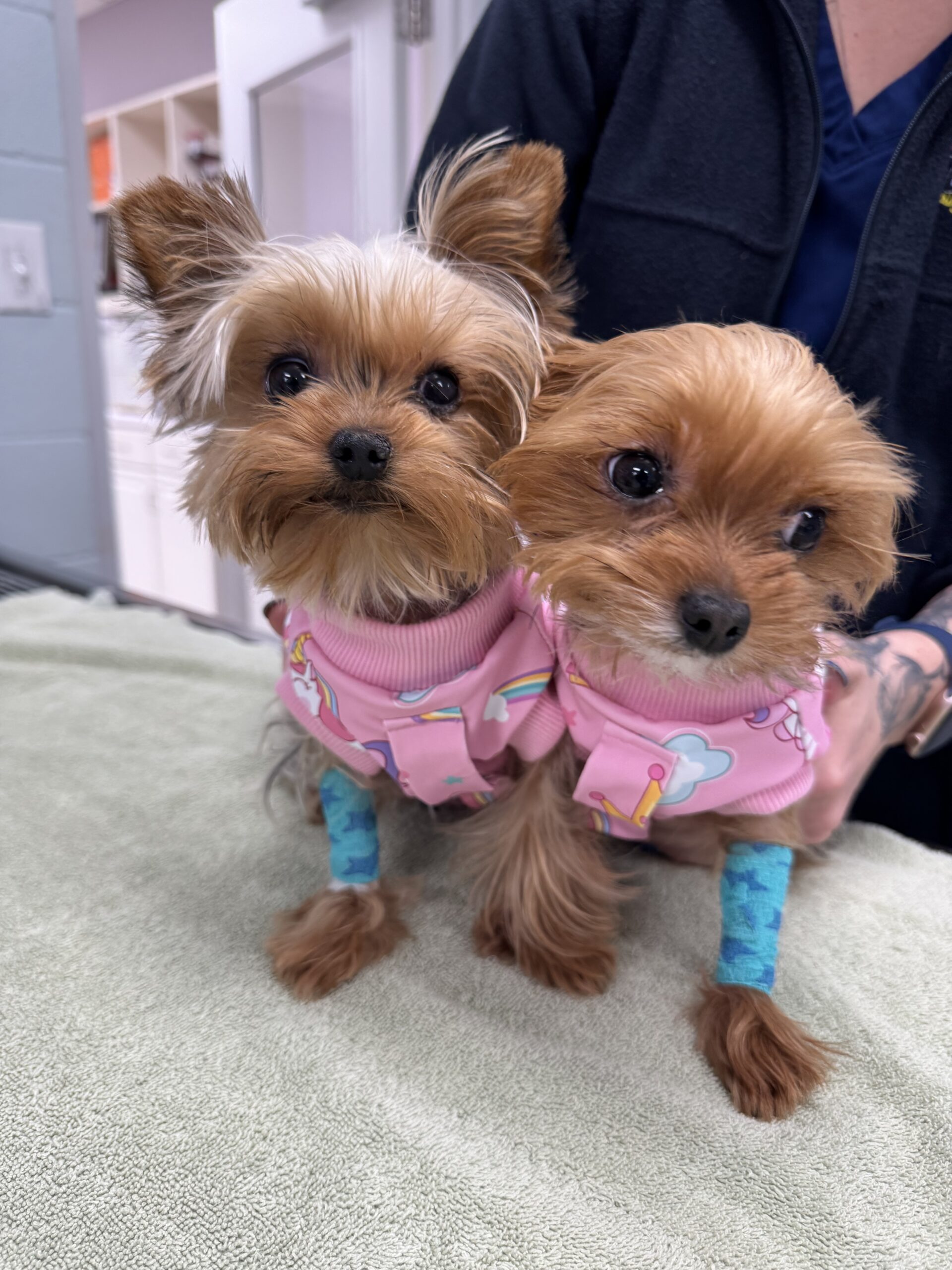 Urgent veterinary care in Denver